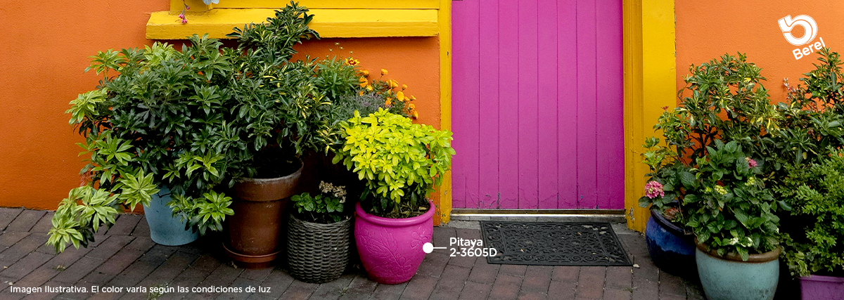 Berel Pitaya Mexi_Macetero_Jard&iacute;n